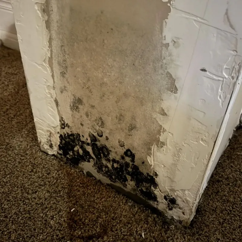 Professional Mold Removal in Bolton, MA